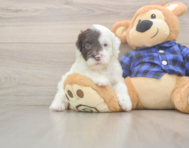 5 week old Mini Labradoodle Puppy For Sale - Pilesgrove Pups