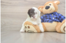 Best Mini Labradoodle Baby