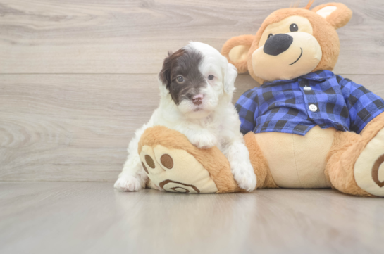 Best Mini Labradoodle Baby