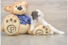 Sweet Mini Labradoodle Baby