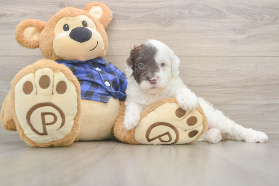 Sweet Mini Labradoodle Baby