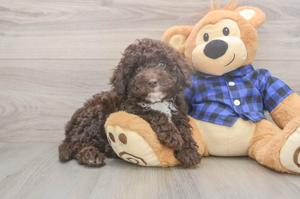 8 week old Mini Labradoodle Puppy For Sale - Pilesgrove Pups