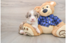 Adorable Labrapoo Poodle Mix Puppy