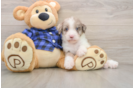 Best Mini Labradoodle Baby