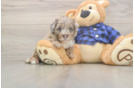 Best Mini Labradoodle Baby