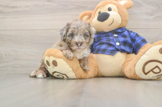 Best Mini Labradoodle Baby