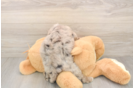 Mini Labradoodle Pup Being Cute