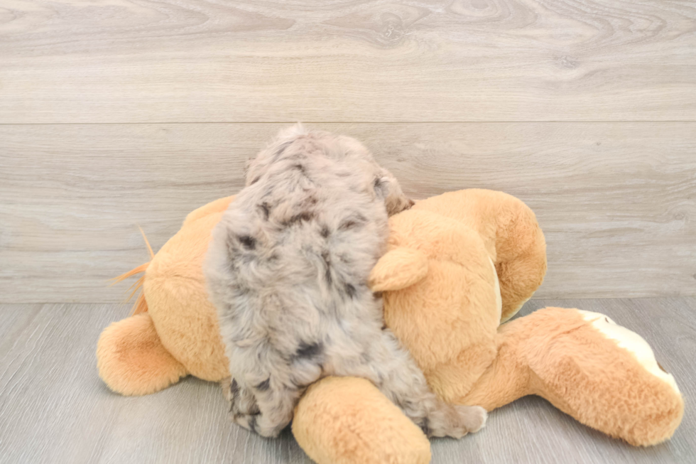Mini Labradoodle Pup Being Cute