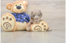 Little Labrapoo Poodle Mix Puppy