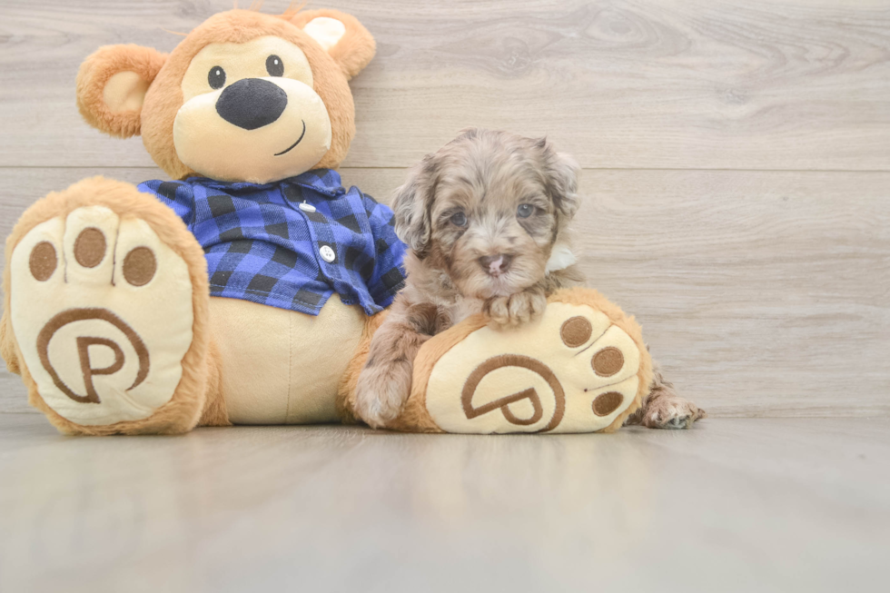 Little Labrapoo Poodle Mix Puppy