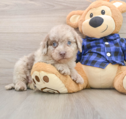 8 week old Mini Labradoodle Puppy For Sale - Pilesgrove Pups