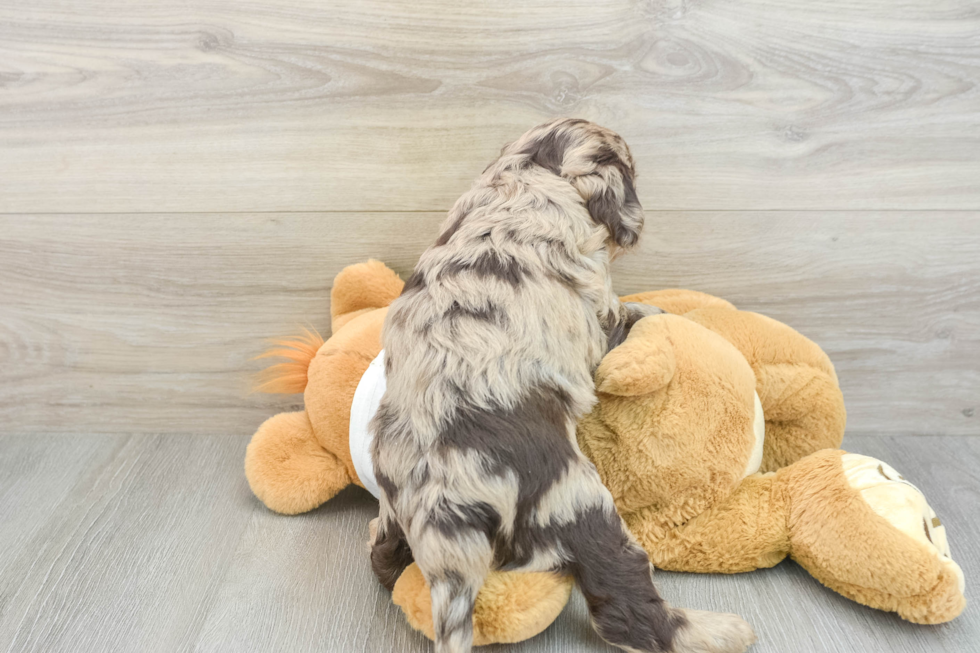 Mini Labradoodle Pup Being Cute