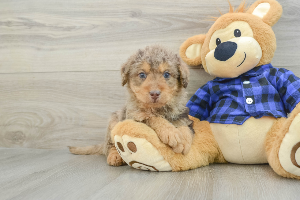 Hypoallergenic Labrapoo Poodle Mix Puppy