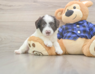 5 week old Mini Labradoodle Puppy For Sale - Pilesgrove Pups