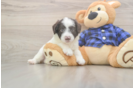 Best Mini Labradoodle Baby