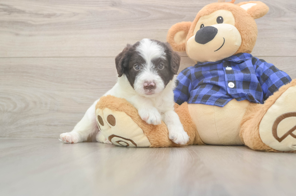 5 week old Mini Labradoodle Puppy For Sale - Pilesgrove Pups