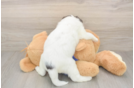 Friendly Mini Labradoodle Baby