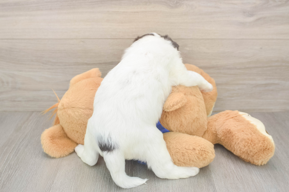 Friendly Mini Labradoodle Baby