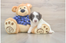 Best Mini Labradoodle Baby