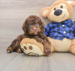5 week old Mini Labradoodle Puppy For Sale - Pilesgrove Pups