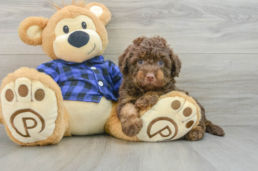 7 week old Mini Labradoodle Puppy For Sale - Pilesgrove Pups