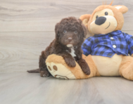 6 week old Mini Labradoodle Puppy For Sale - Pilesgrove Pups