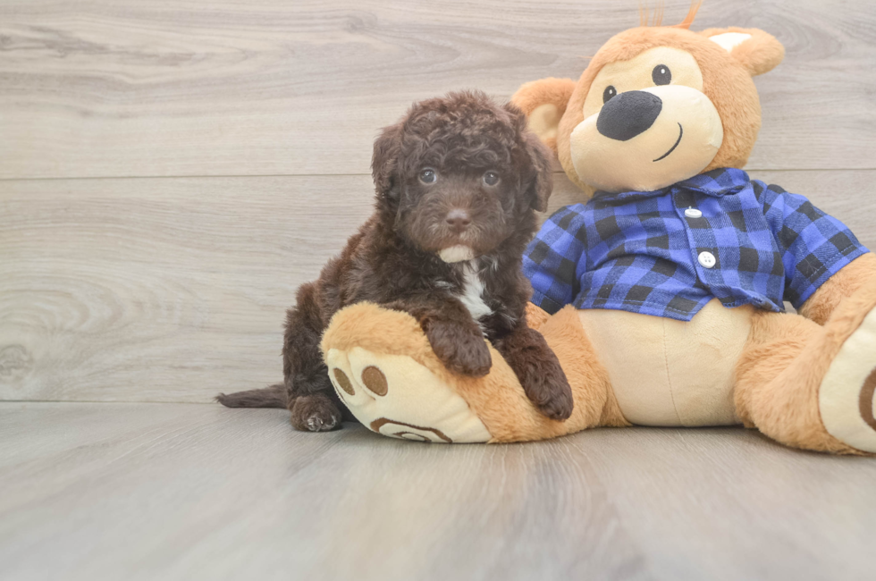 6 week old Mini Labradoodle Puppy For Sale - Pilesgrove Pups
