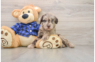 Mini Labradoodle Pup Being Cute