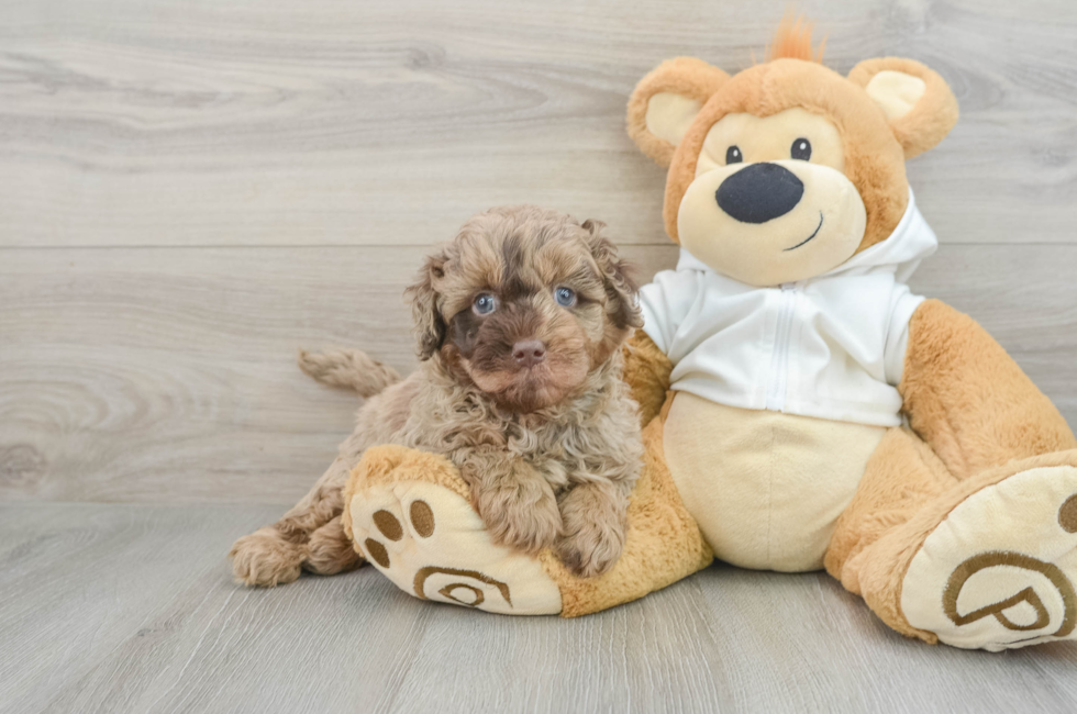 6 week old Mini Labradoodle Puppy For Sale - Pilesgrove Pups