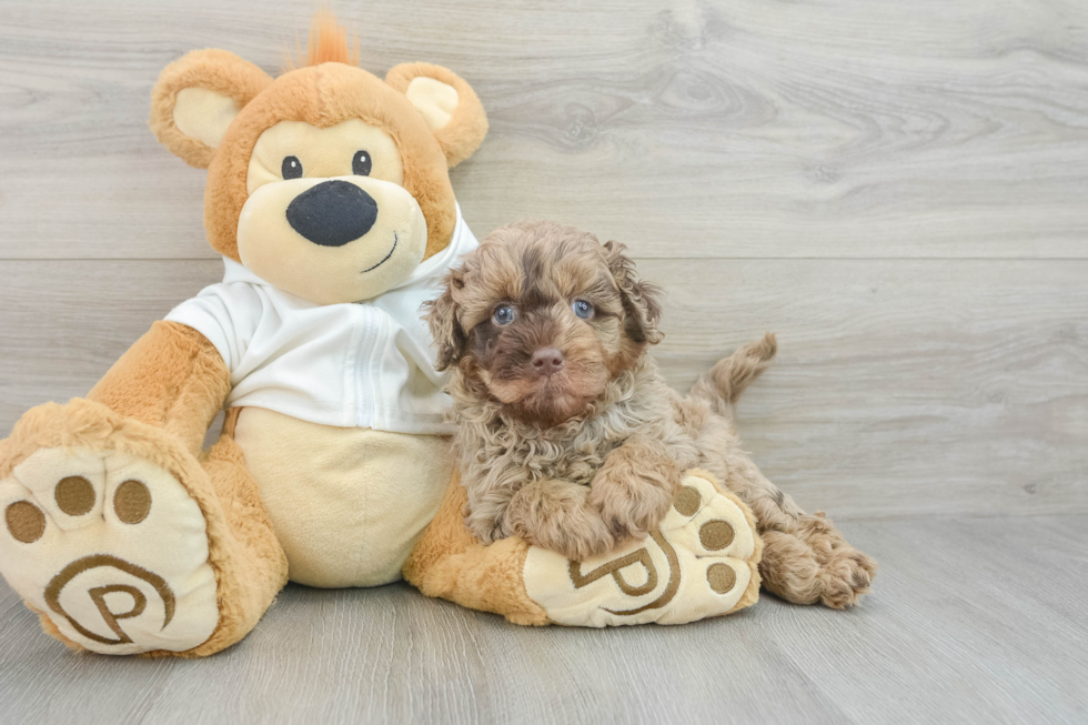 Funny Mini Labradoodle Poodle Mix Pup