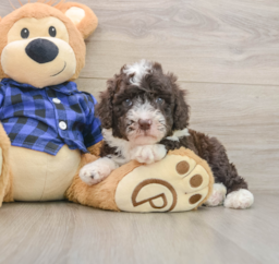 5 week old Mini Labradoodle Puppy For Sale - Pilesgrove Pups