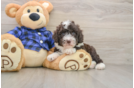 Sweet Mini Labradoodle Baby