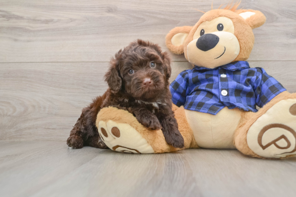 Small Mini Labradoodle Baby