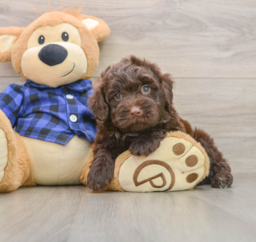 5 week old Mini Labradoodle Puppy For Sale - Pilesgrove Pups