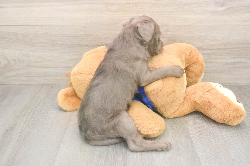 Smart Mini Labradoodle Poodle Mix Pup