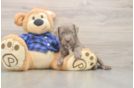Friendly Mini Labradoodle Baby