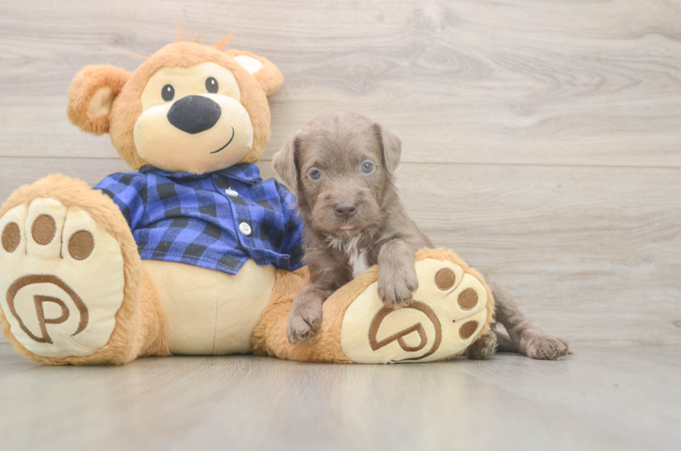 5 week old Mini Labradoodle Puppy For Sale - Pilesgrove Pups