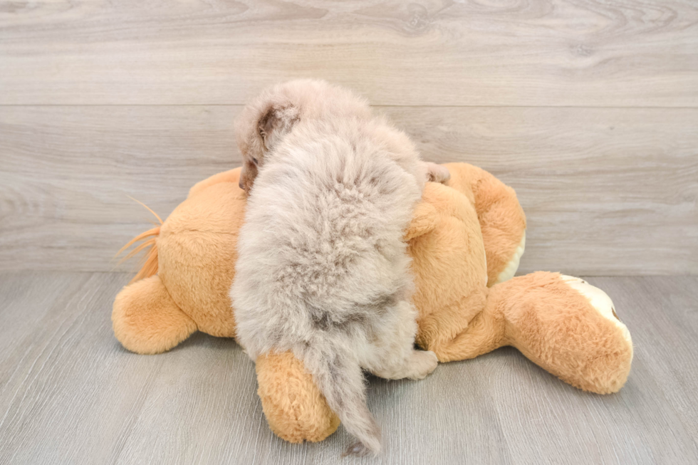Best Mini Labradoodle Baby