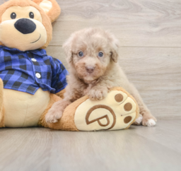 5 week old Mini Labradoodle Puppy For Sale - Pilesgrove Pups