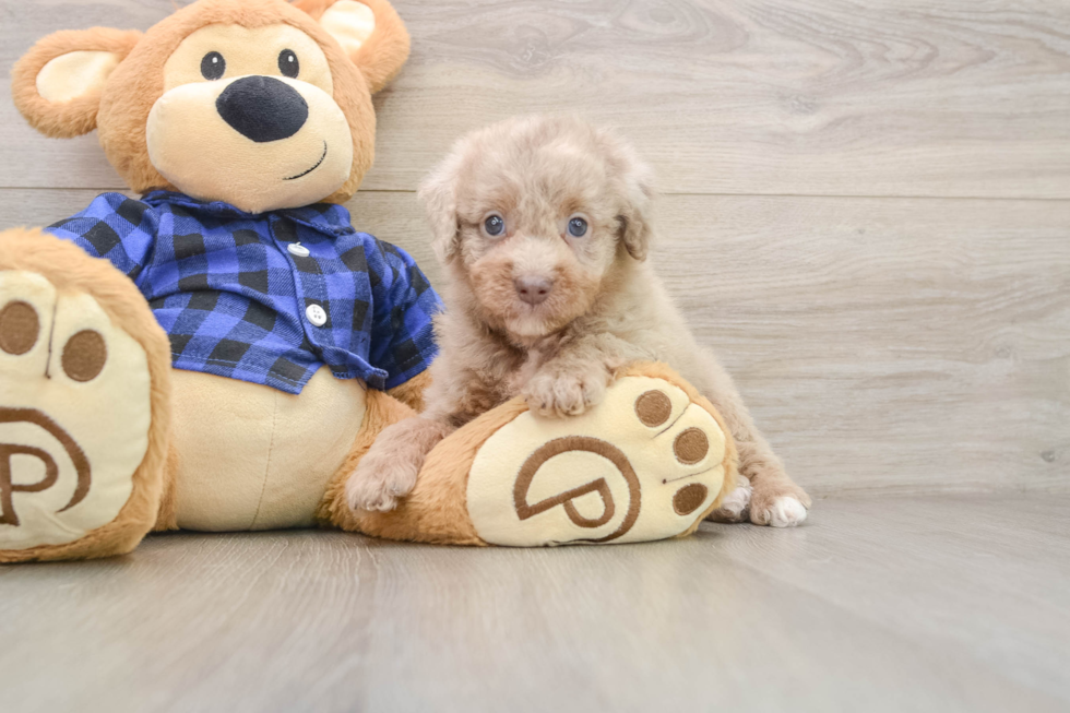 Fluffy Mini Labradoodle Poodle Mix Pup