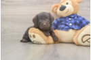 Little Labrapoo Poodle Mix Puppy