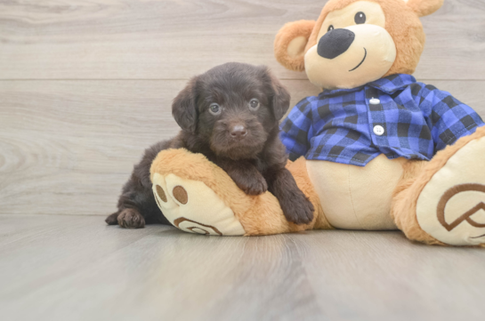 Little Labrapoo Poodle Mix Puppy
