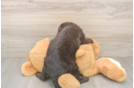 Popular Mini Labradoodle Poodle Mix Pup