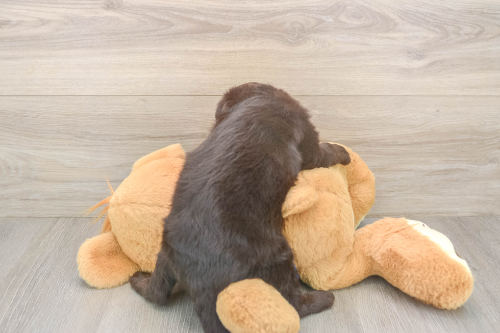 Popular Mini Labradoodle Poodle Mix Pup