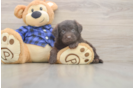 Best Mini Labradoodle Baby