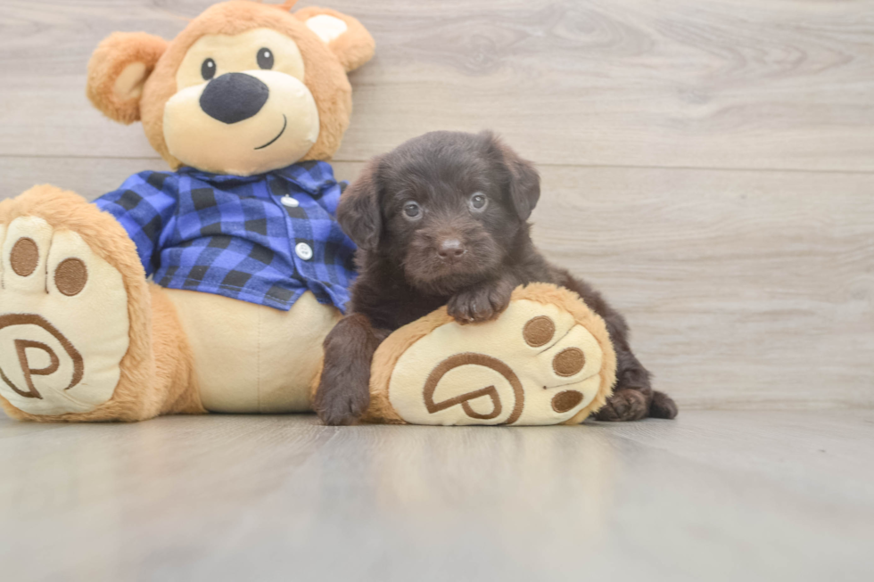 Best Mini Labradoodle Baby
