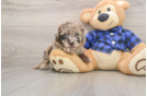 Popular Mini Labradoodle Poodle Mix Pup