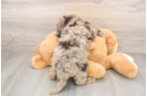 Mini Labradoodle Puppy for Adoption