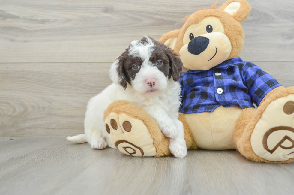 6 week old Mini Labradoodle Puppy For Sale - Pilesgrove Pups