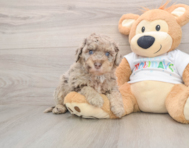 6 week old Mini Labradoodle Puppy For Sale - Pilesgrove Pups